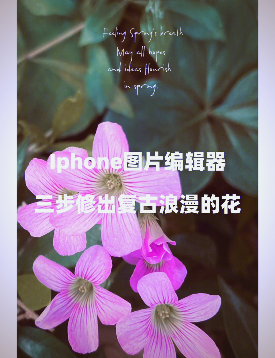 谷子调色教程苹果版秀米图文编辑器网页版-第2张图片-太平洋在线下载