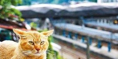 猫咪游戏软件苹果版叫什么:台湾“可爱”一村，猫咪随处可见，还有“猫铜像”