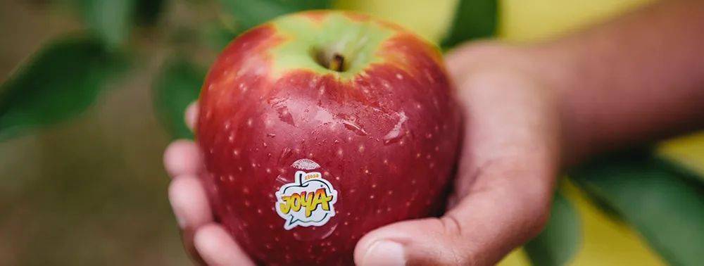 苹果10迷你版价格表:新品Joya苹果新春俏销，脆爽多汁收获大批“果粉”