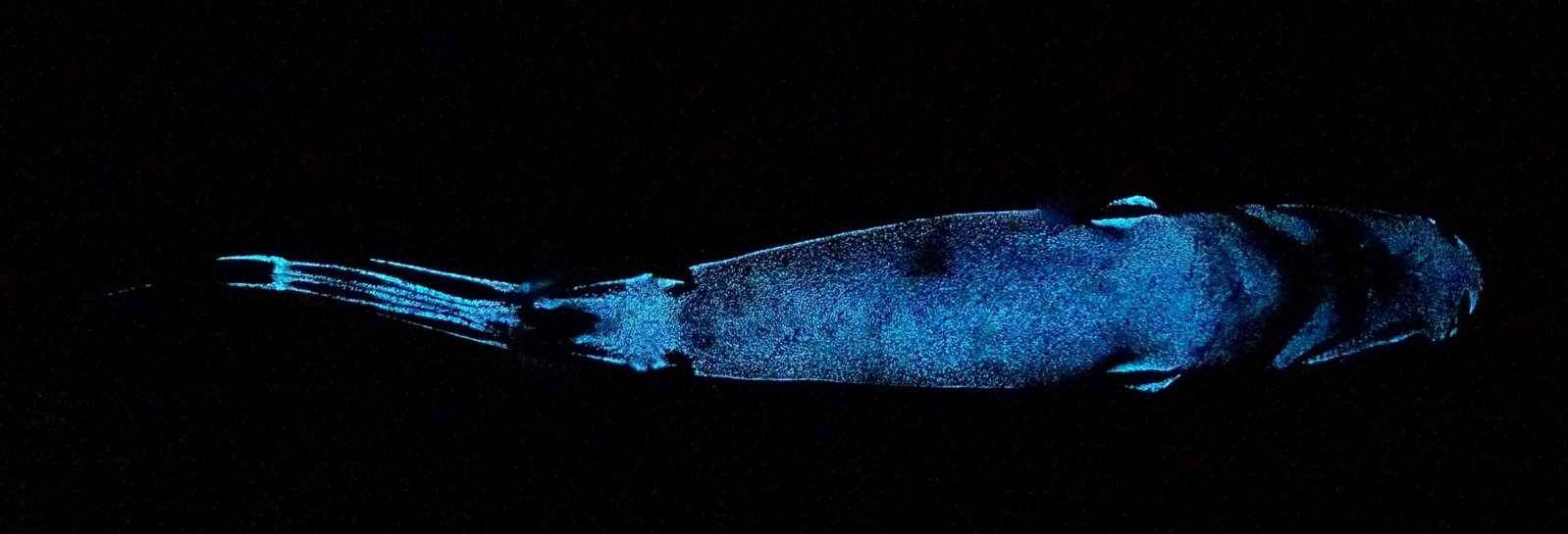苹果12深海蓝版多少钱:科学家发现世界上最大的发光动物之一：深海鲨鱼-第1张图片-太平洋在线下载