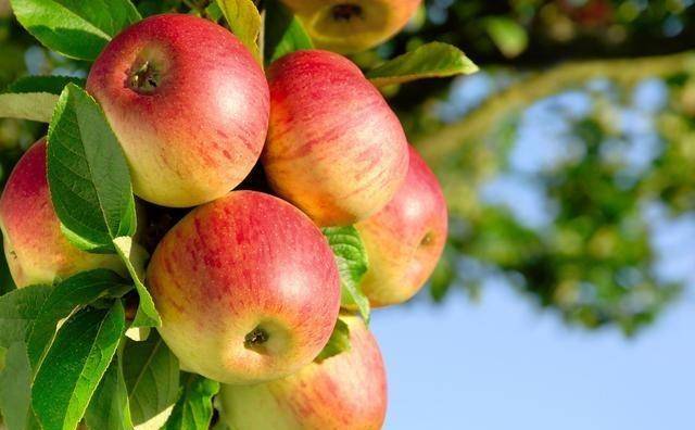 苹果3收藏版
:每天吃一个煮熟的苹果，坚持5天，身体会悄悄收获3个变化！